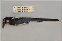 藏品(喜鵲)的圖片